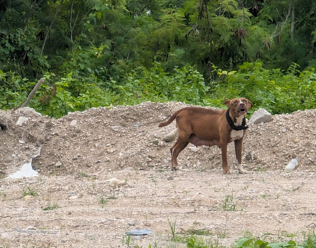 Nauru: Dog Bite, Aggressive dog Defending its home and family