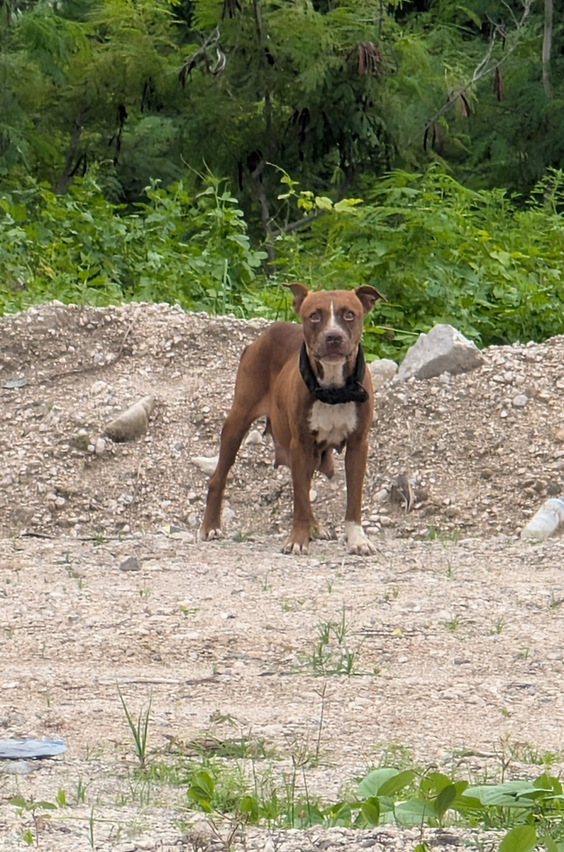 Nauru: Dog Bite, Aggressive dog