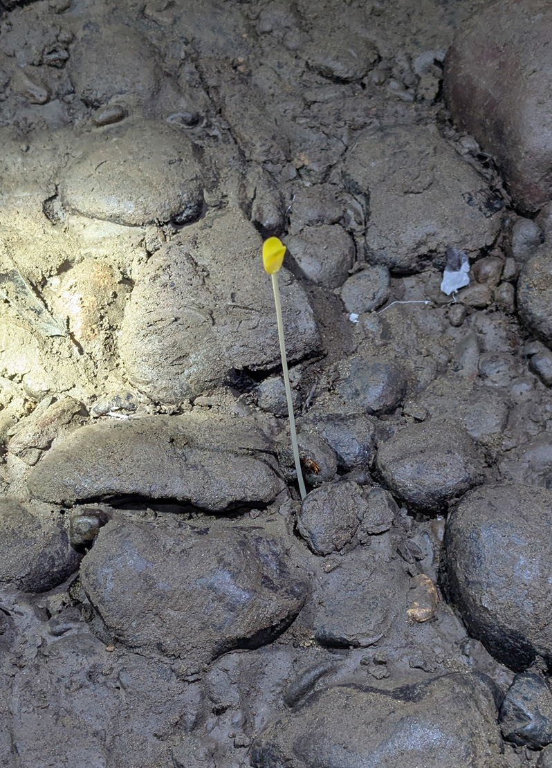 Fiji: "Tour to Cannibal Cave With Lunch", An unexpected tiny flower Sprouting deep in the cave.