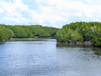 Mangroves, Around Yap, 2026 Pacific Islands, Part 1