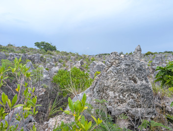 Nauru: Limestone Landscape, 2026 Pacific Islands, Part 2