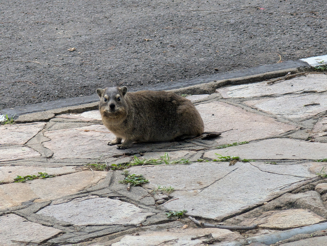 Windhoek, Namibia, Relaxed local rodent