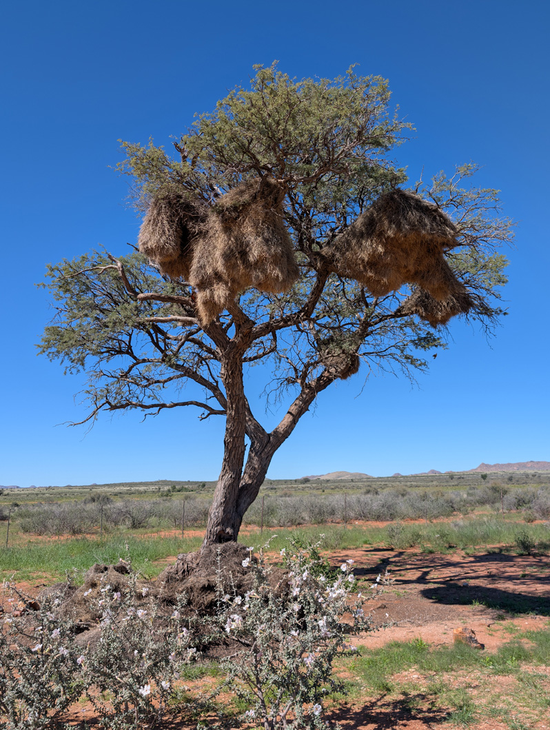 Namibia: Sociable Weaver Birds