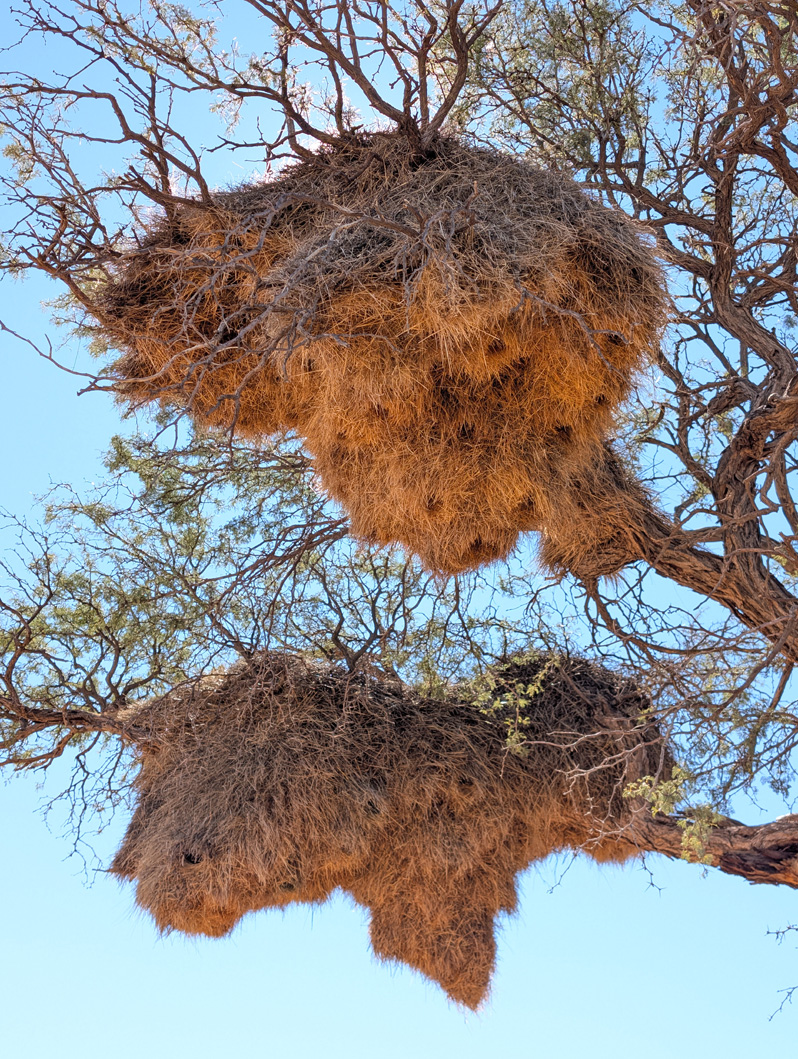 Namibia: Sociable Weaver Birds