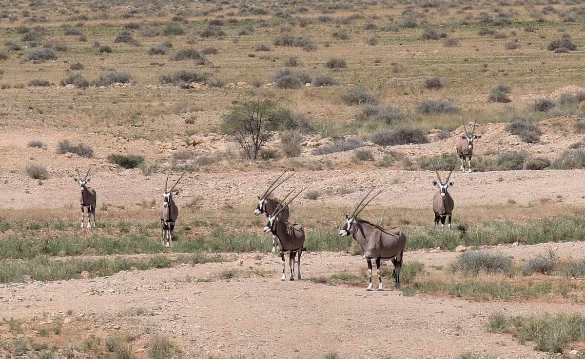 Drive to/from Sossusvlei, Oryx
