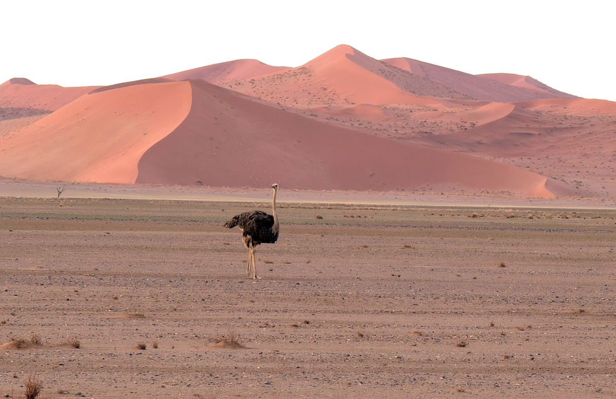Drive to/from Sossusvlei, Suspicious Ostrich