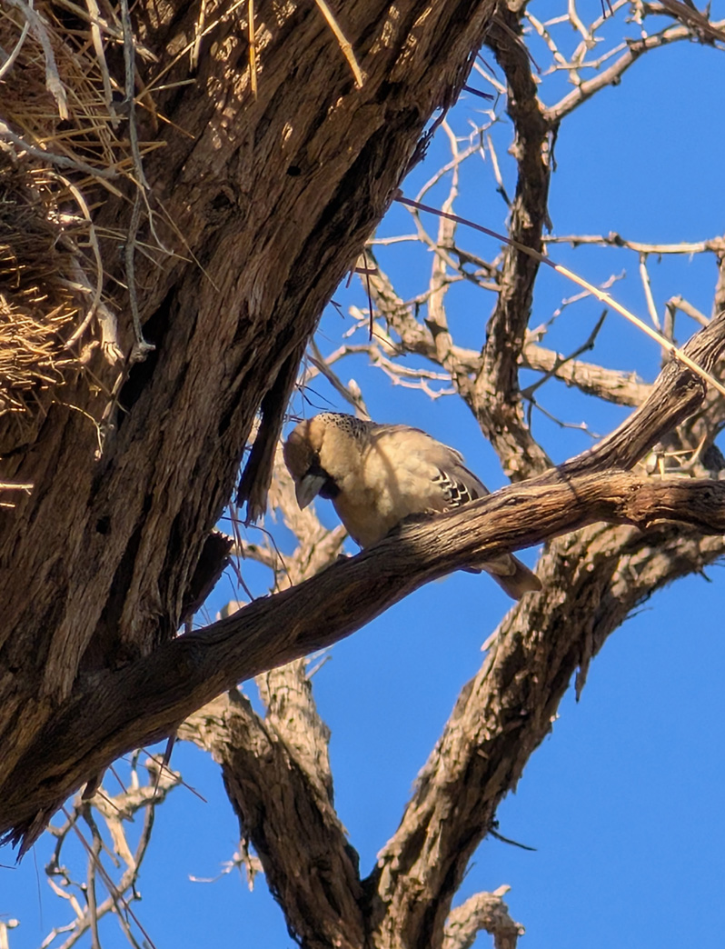 Namibia: Sociable Weaver Birds, Sociable Weaver bird