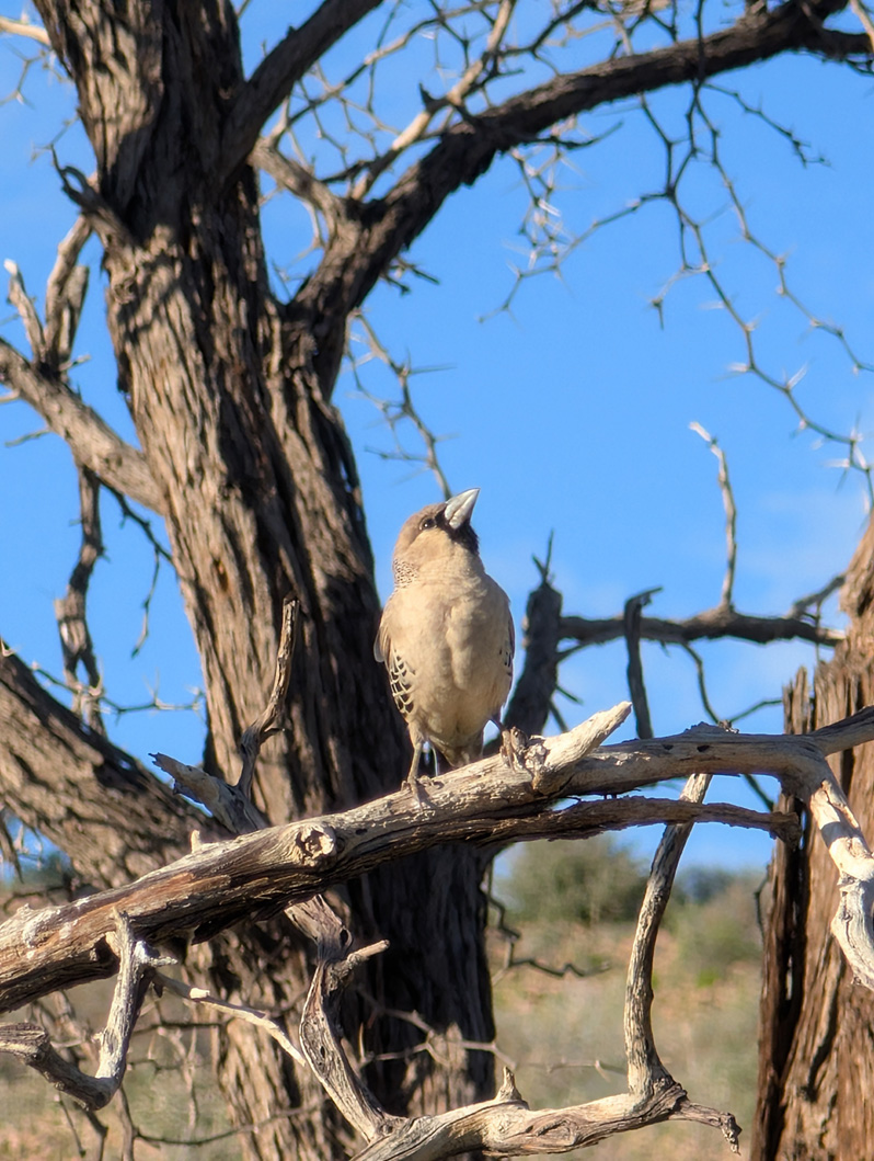 Namibia: Sociable Weaver Birds, Sociable Weaver bird