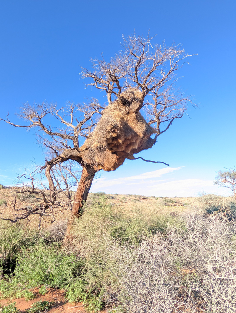Namibia: Sociable Weaver Birds