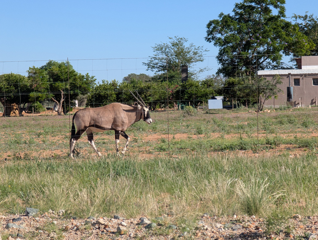 Drive to/from Sossusvlei, Farmed Oryx