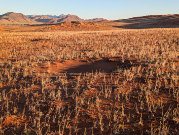 A Namib Desert "Fairy Circle", Drive to/from Sossusvlei, 2026 SW Africa - Part 1