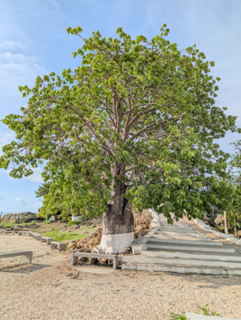 Baobab tree, Luanda, Angola, 2026 SW Africa - Part 2